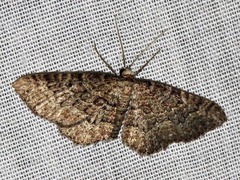 Horisme punctiscripta