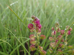 Polygala rehmannii
