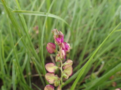 Polygala rehmannii