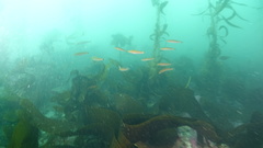 Halichoeres californicus