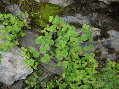 Hypericum nummularium