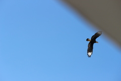 Caracara plancus