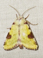 Heliothis flavirufa