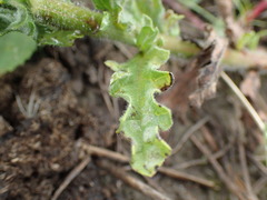 Nidorella pinnata