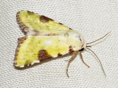 Heliothis flavirufa