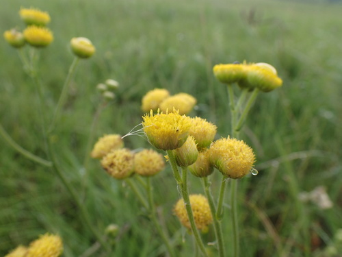 Image of Nidorella pinnata by (c) Mahomed Desai, some rights reserved (CC BY)