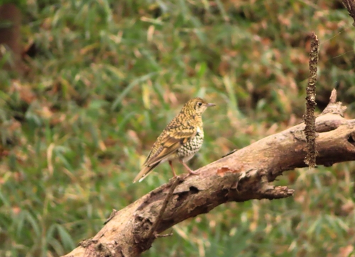 White's Thrush (Zoothera aurea), photo 7