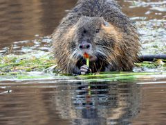 Myocastor coypus