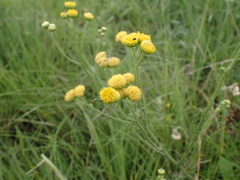 Nidorella pinnata