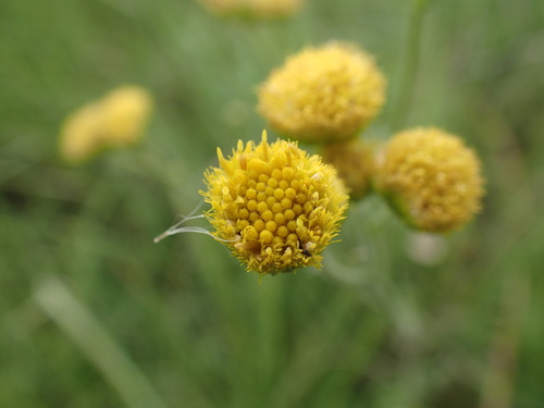 Image of Nidorella pinnata by (c) Mahomed Desai, some rights reserved (CC BY)