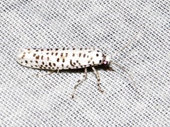 Yponomeuta strigillatus