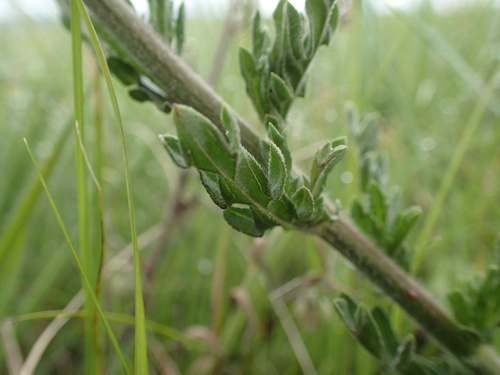 Image of Nidorella pinnata by (c) Mahomed Desai, some rights reserved (CC BY)