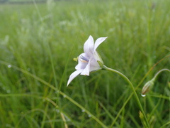 Wahlenbergia krebsii