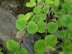 Hypericum nummularium