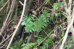 Plagiogyria japonica