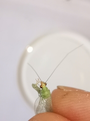 Pseudomallada flavifrons