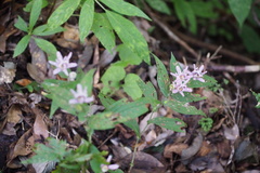 Tricyrtis hirta