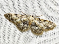 Idaea fumilinea