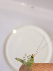 Pseudomallada flavifrons