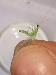 Pseudomallada flavifrons