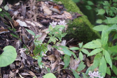 Tricyrtis hirta