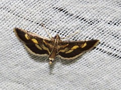 Syngamia