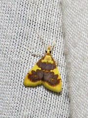 Sameodesma xanthocraspia