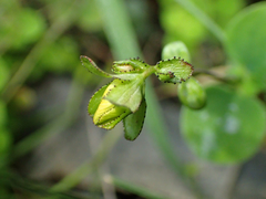 Hypericum nummularium