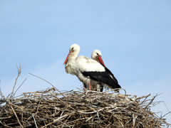 Ciconia ciconia