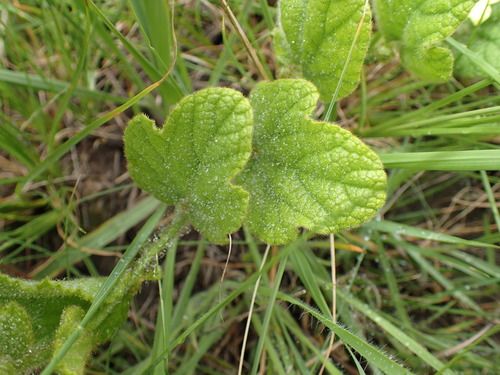 Image of Cucumis hirsutus by (c) Mahomed Desai, some rights reserved (CC BY)