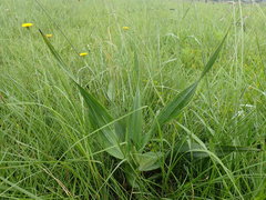 Hypoxis colchicifolia