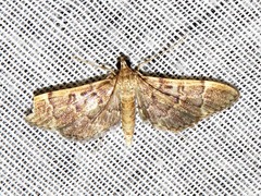 Dolicharthria lanceolalis