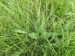 Hypoxis colchicifolia