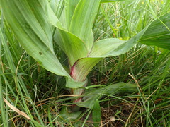 Hypoxis colchicifolia