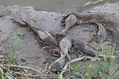 Hypostomus commersoni