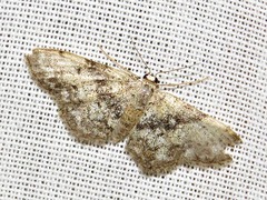 Idaea fumilinea