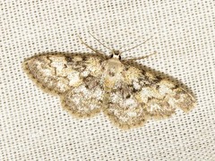 Idaea fumilinea