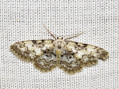 Idaea fumilinea