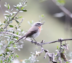 Ochthoeca rufipectoralis