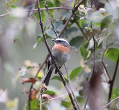 Ochthoeca rufipectoralis