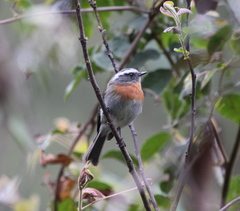 Ochthoeca rufipectoralis