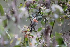 Ochthoeca rufipectoralis