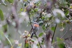 Ochthoeca rufipectoralis