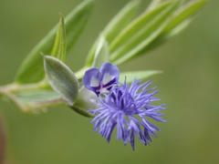 Polygala gerrardii