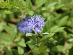 Polygala gerrardii