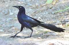 Quiscalus mexicanus