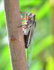 Diceroprocta apache