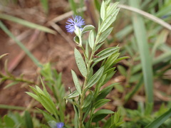 Polygala gerrardii