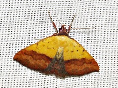 Phytometra duplicalis