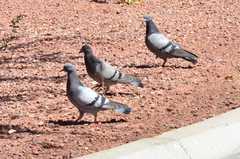 Columba livia